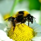 Hummel auf Margerite