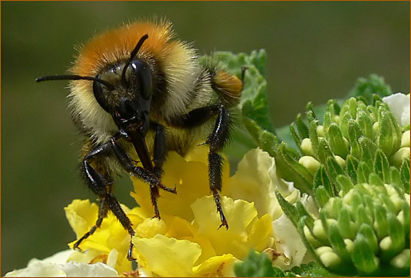 Hummel auf meinem Balkon