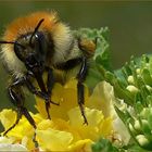 Hummel auf meinem Balkon