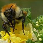 Hummel auf meinem Balkon