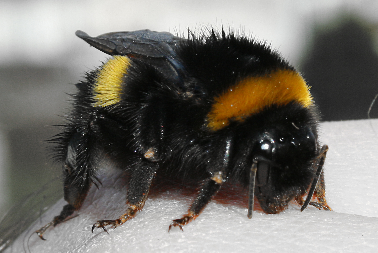 Hummel auf meiner Hand