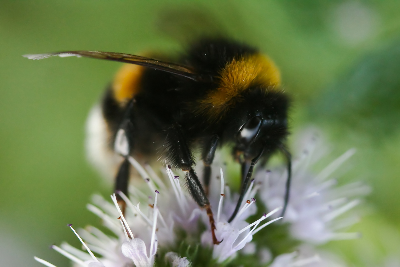 Hummel auf Minzblüte