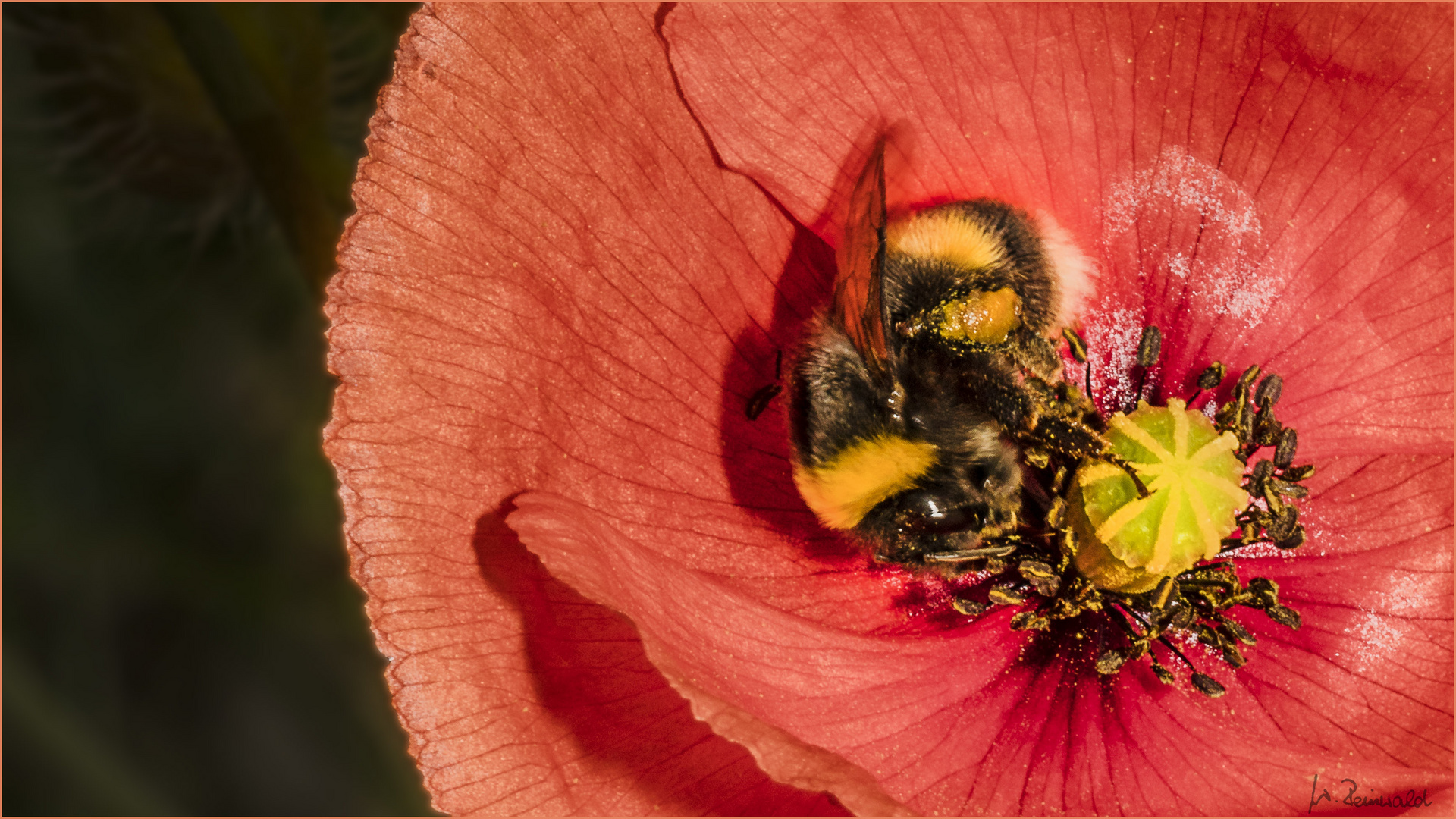 Hummel auf Mohn