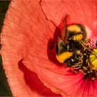 Hummel auf Mohn