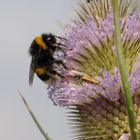 Hummel auf Nahrungssuche