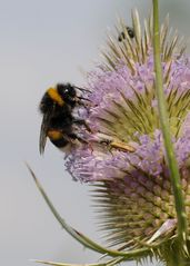 Hummel auf Nahrungssuche