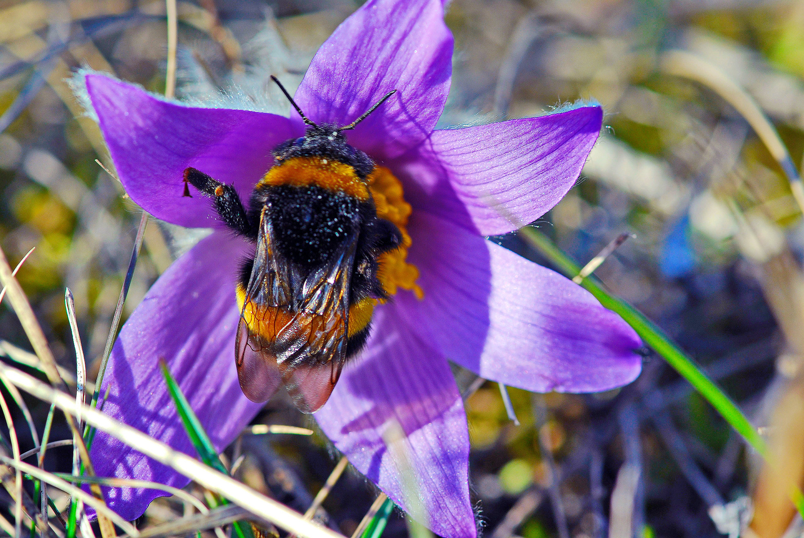 Hummel auf Nahrungssuche