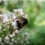 Hummel auf Nahrungssuche