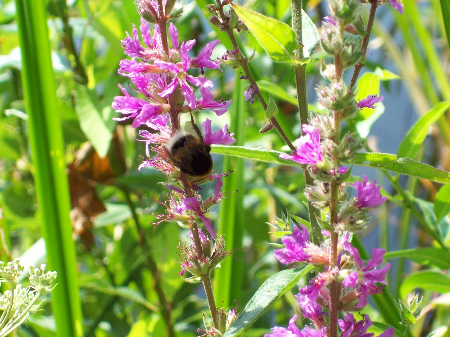 Hummel auf Nahrungssuche