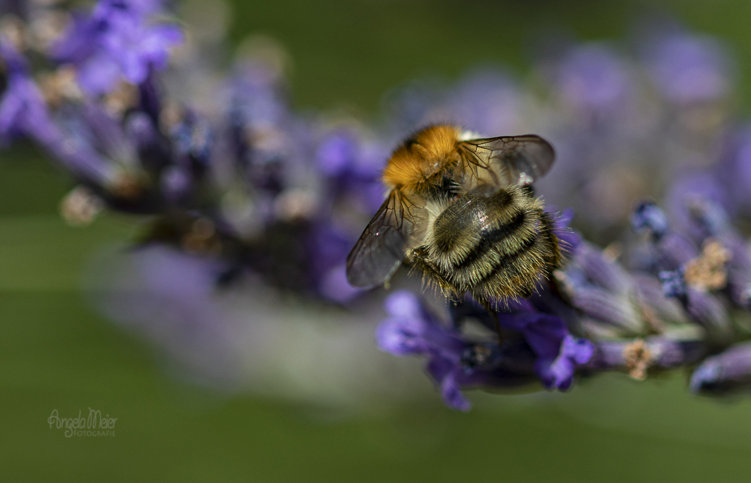 Hummel auf Nahrungssuche