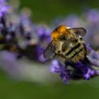 Hummel auf Nahrungssuche