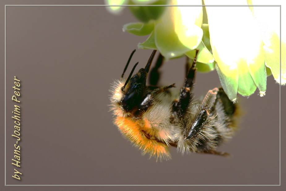 Hummel auf Nahrungssuche