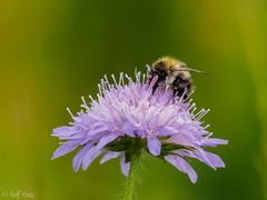 Hummel auf Nahrungssuche