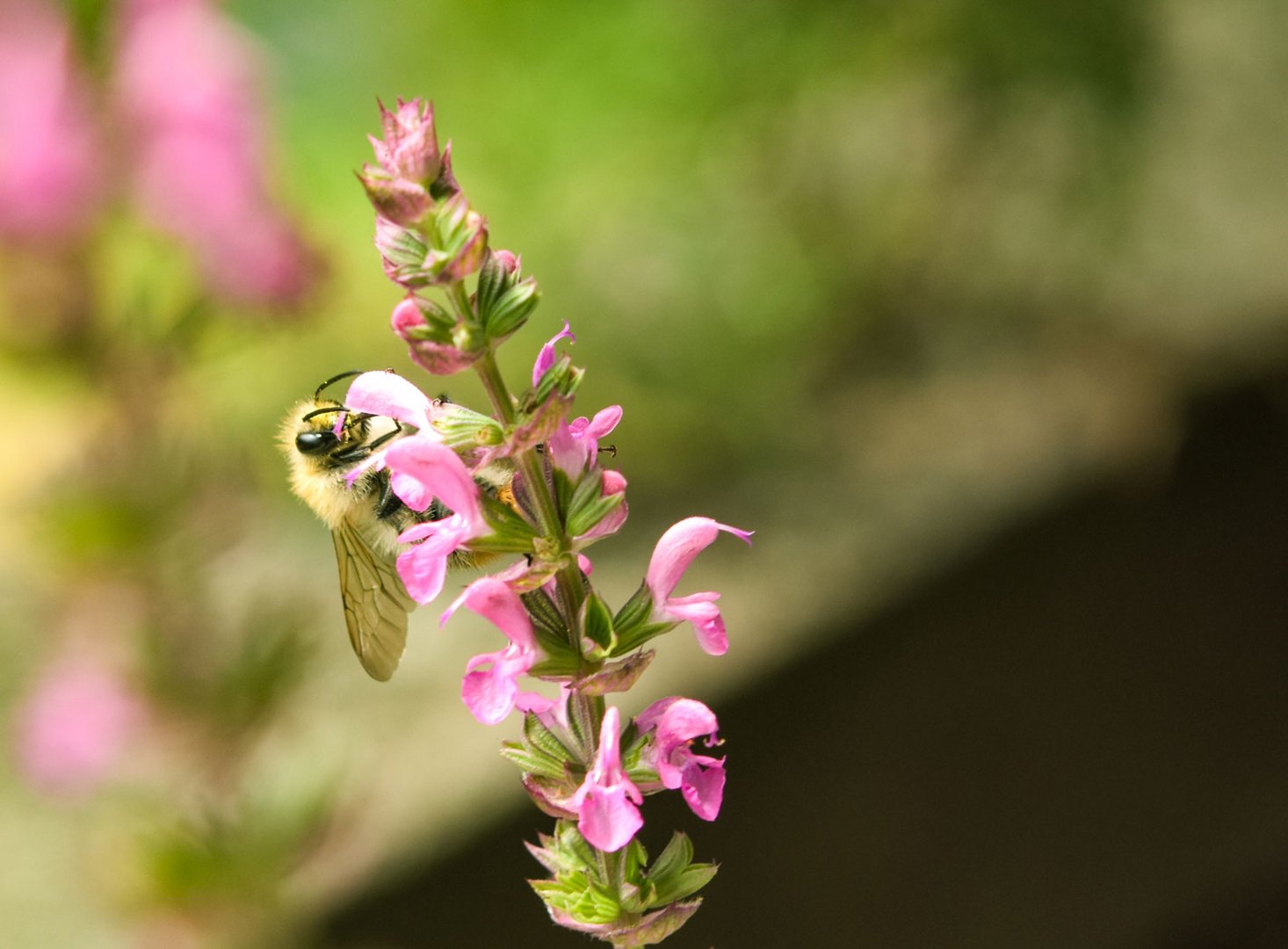 Hummel auf Nahrungssuche