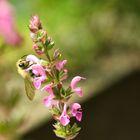 Hummel auf Nahrungssuche