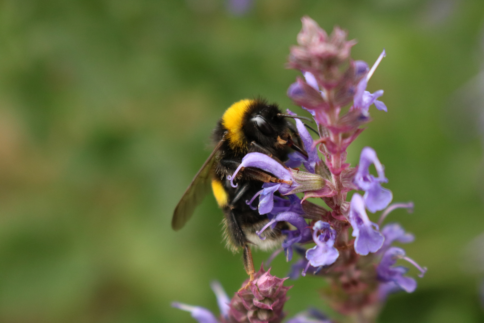 Hummel auf Nahrungssuche