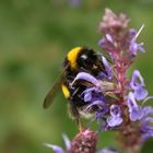 Hummel auf Nahrungssuche