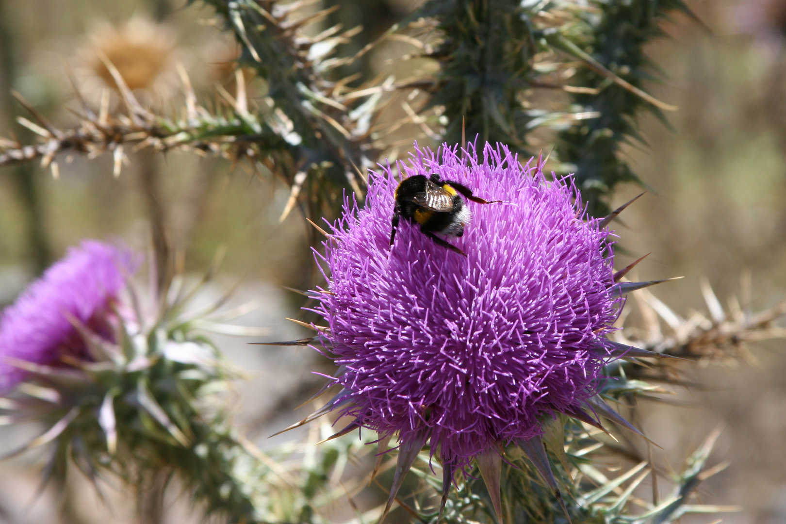 Hummel auf Nahrungssuche