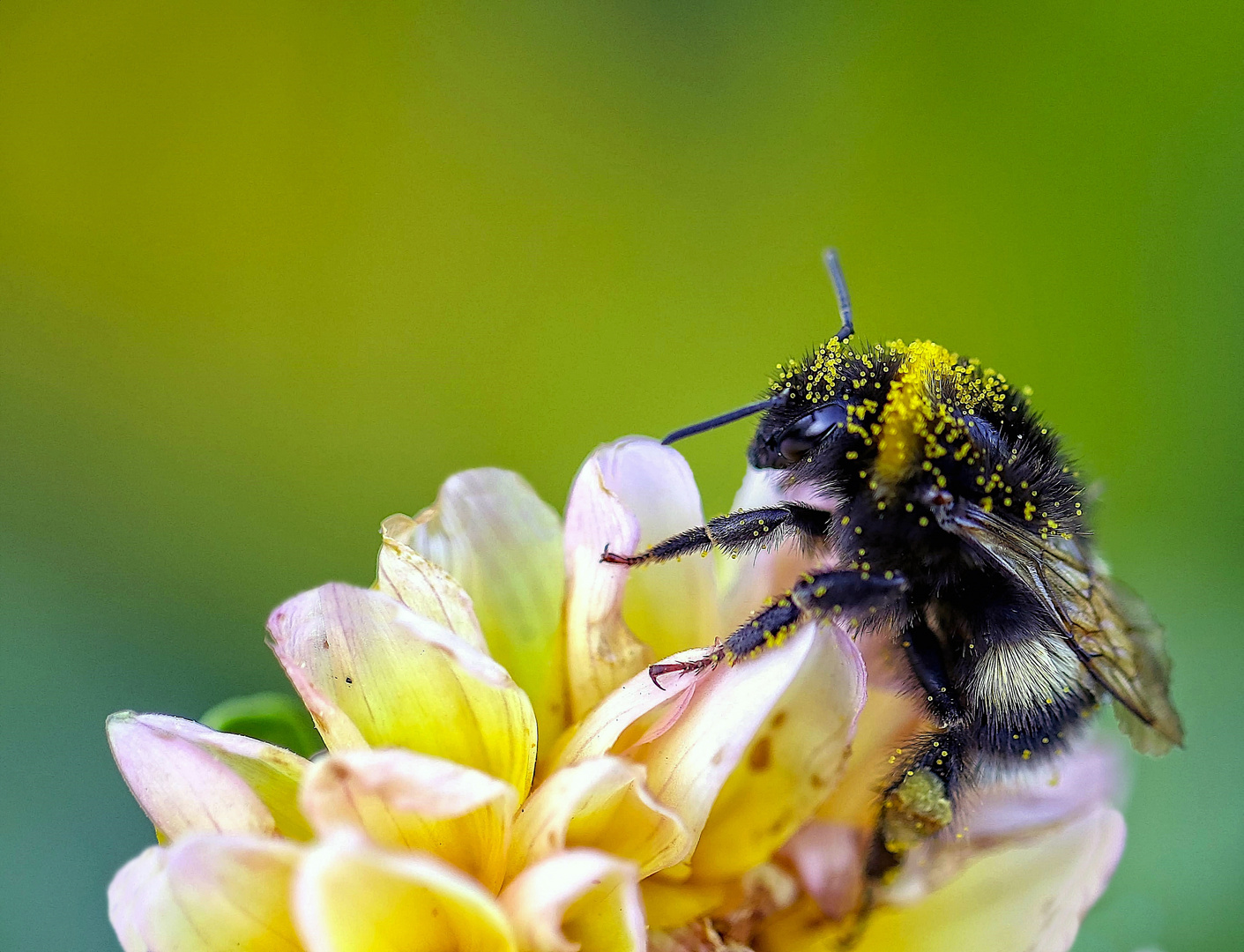 Hummel auf Nahrungssuche