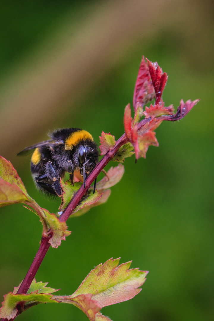 Hummel auf Nahrungssuche