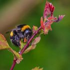 Hummel auf Nahrungssuche