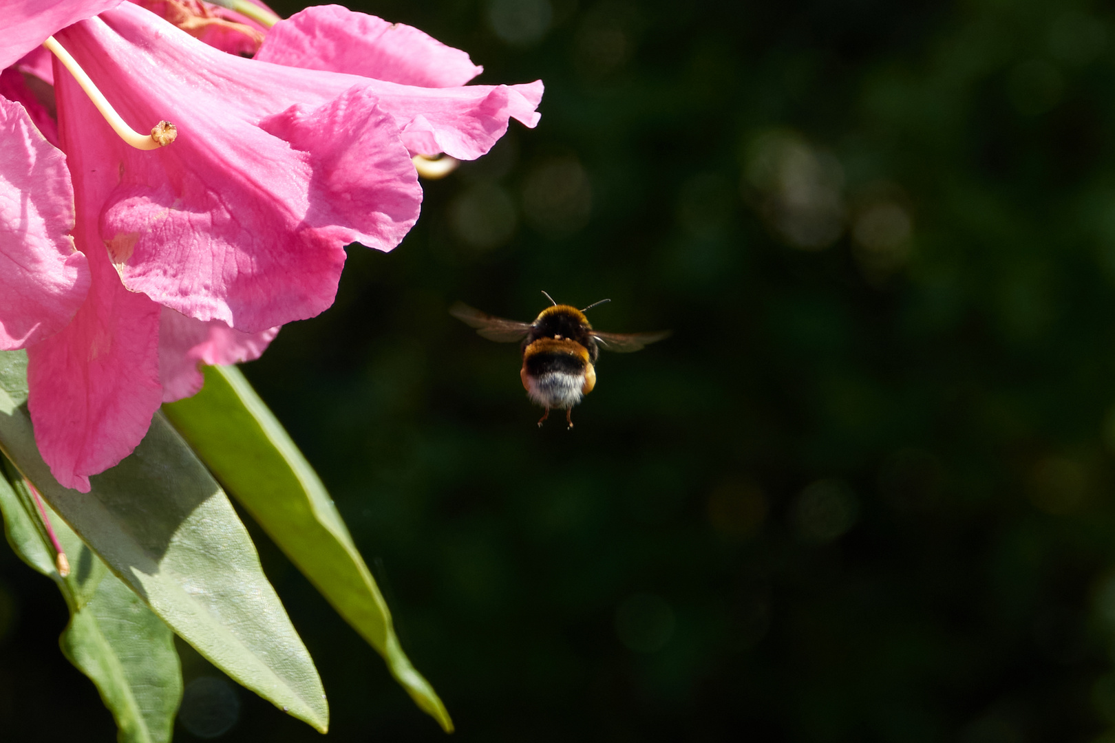 Hummel auf Naschtour