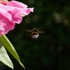 Hummel auf Naschtour