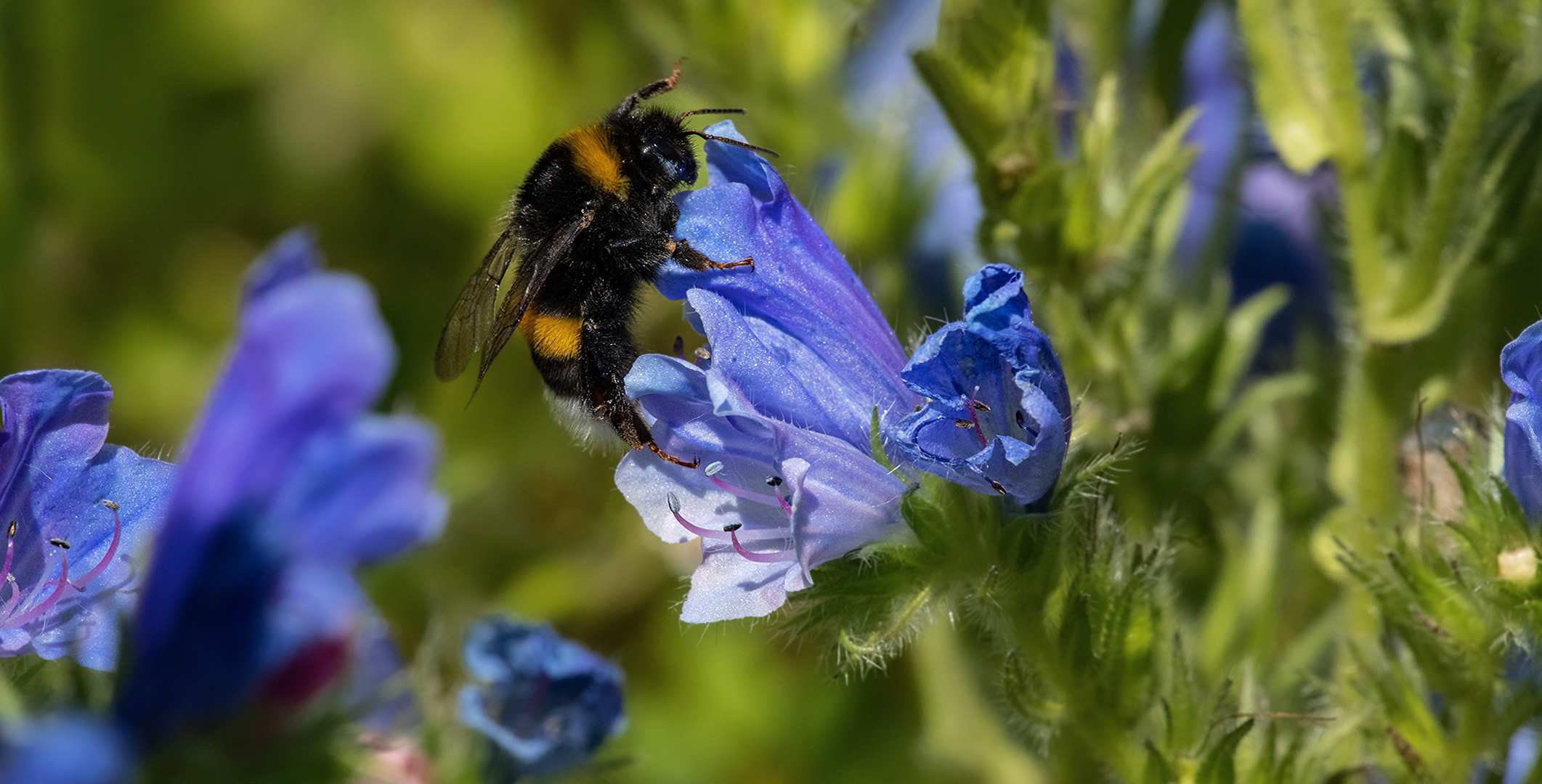 Hummel auf Natternkopf 004