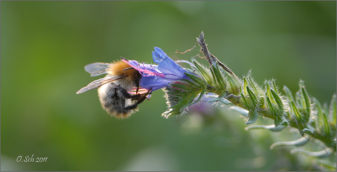 Hummel auf Natternkopf - warum sind diese Blüten nur so klein?