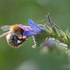 Hummel auf Natternkopf - warum sind diese Blüten nur so klein?