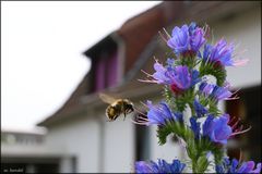 Hummel auf Natternkopf - (zu)hausgemacht