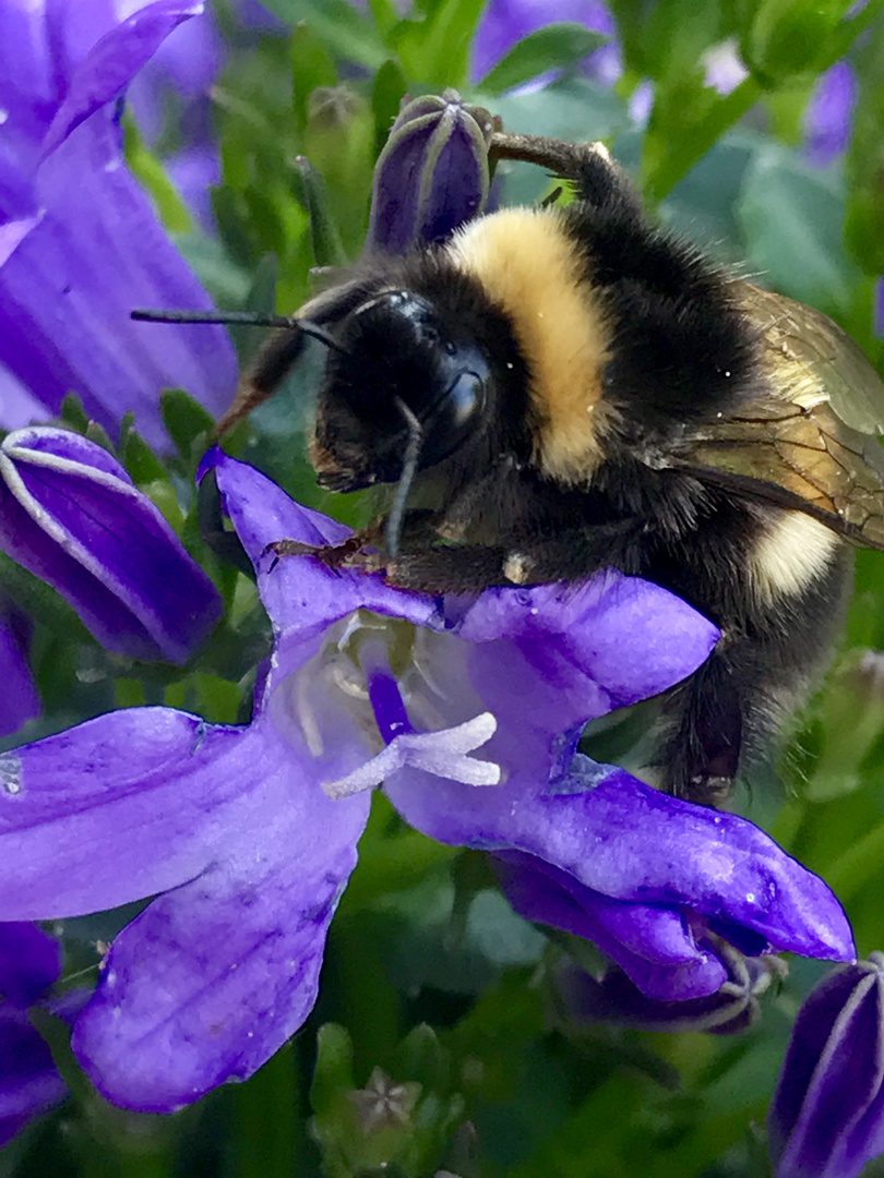 Hummel auf Nektarsuche