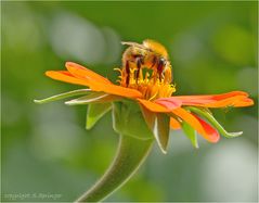 Hummel auf Nektarsuche (2)