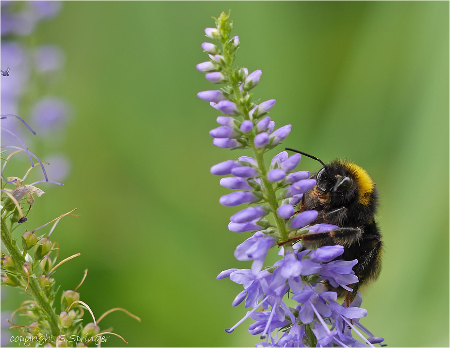 Hummel auf Nektarsuche