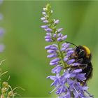 Hummel auf Nektarsuche