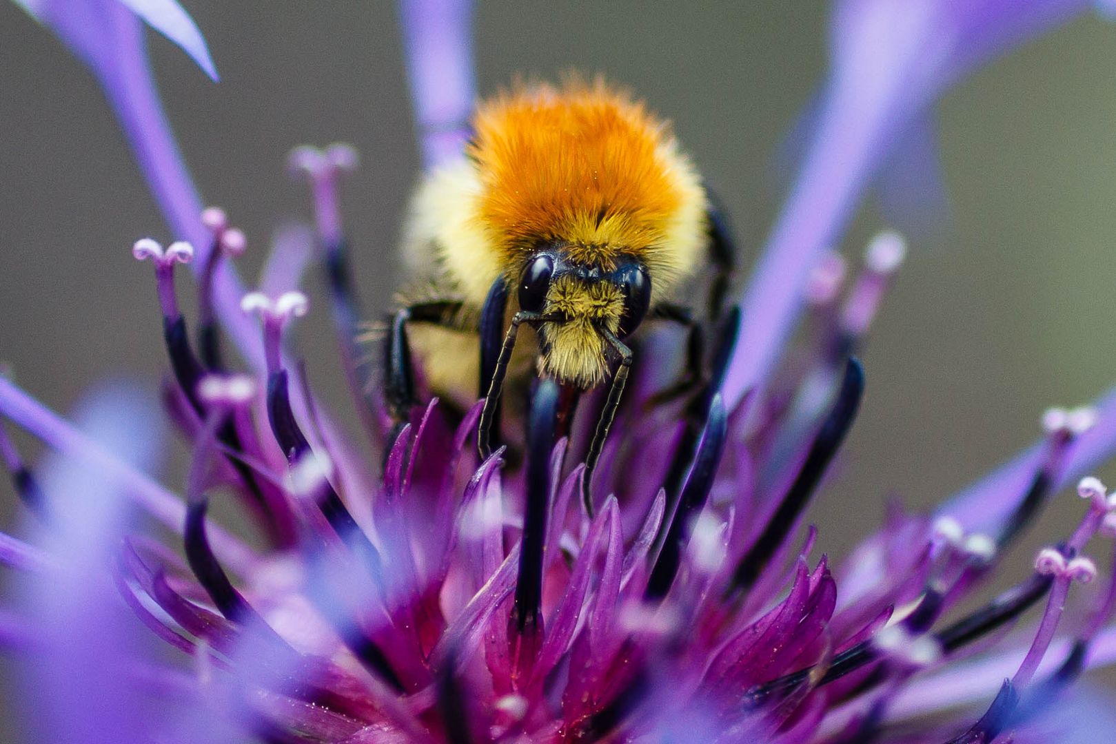 Hummel auf Nektarsuche