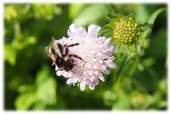 Hummel auf Nektarsuche