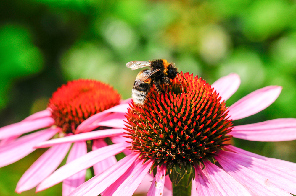 Hummel auf Nektarsuche