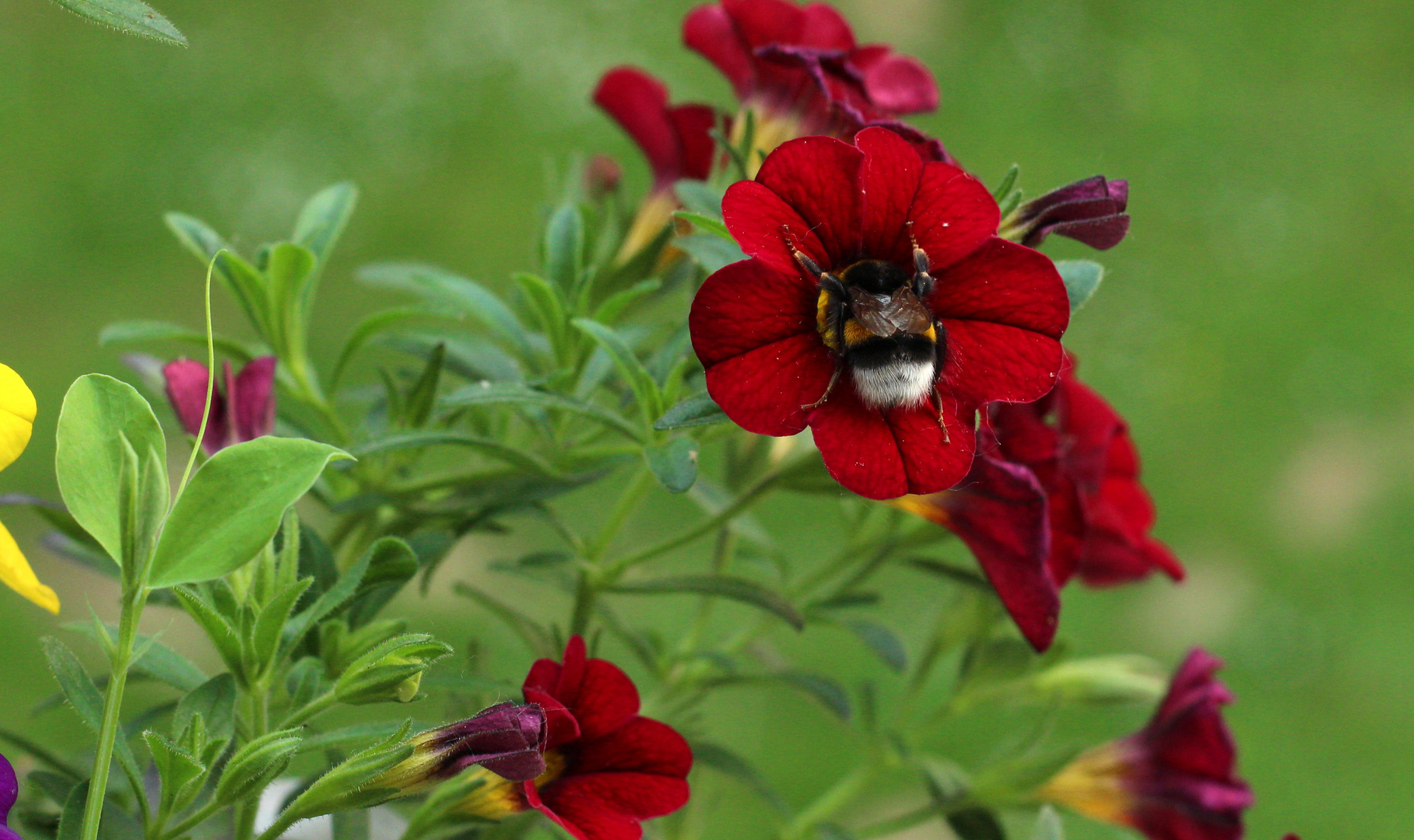 Hummel auf Nektarsuche :)