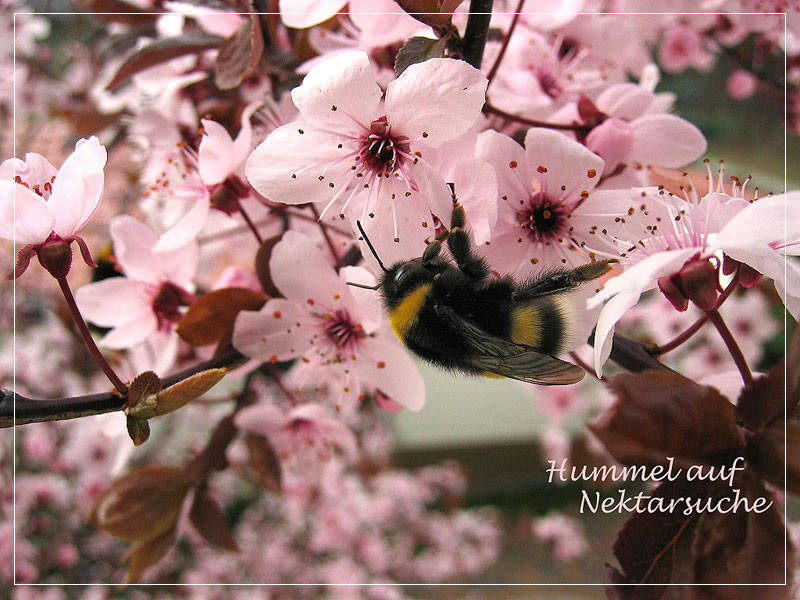 Hummel auf Nektarsuche