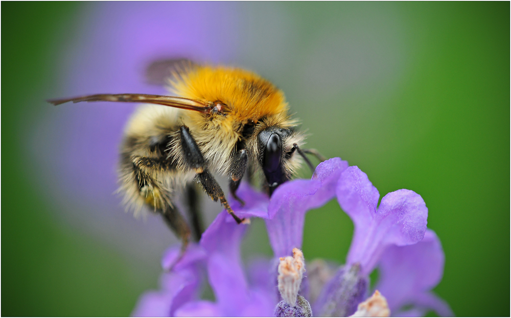 Hummel auf Nektarsuche im Lavendel