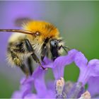 Hummel auf Nektarsuche im Lavendel