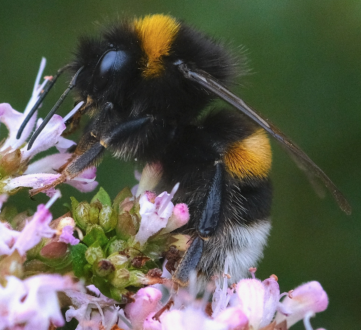 hummel auf oregano