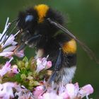 hummel auf oregano