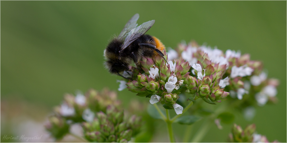 Hummel auf Oregano