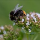 Hummel auf Oregano