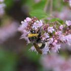 Hummel auf Oregano-Blüte