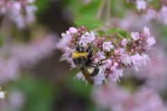 Hummel auf Oregano-Blüte