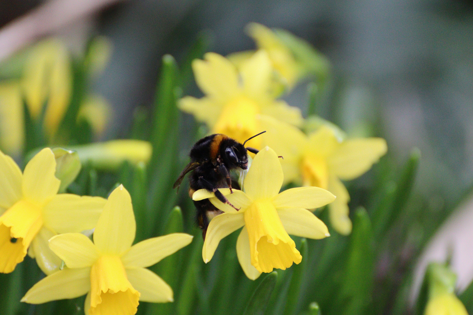 Hummel auf Osterglocke