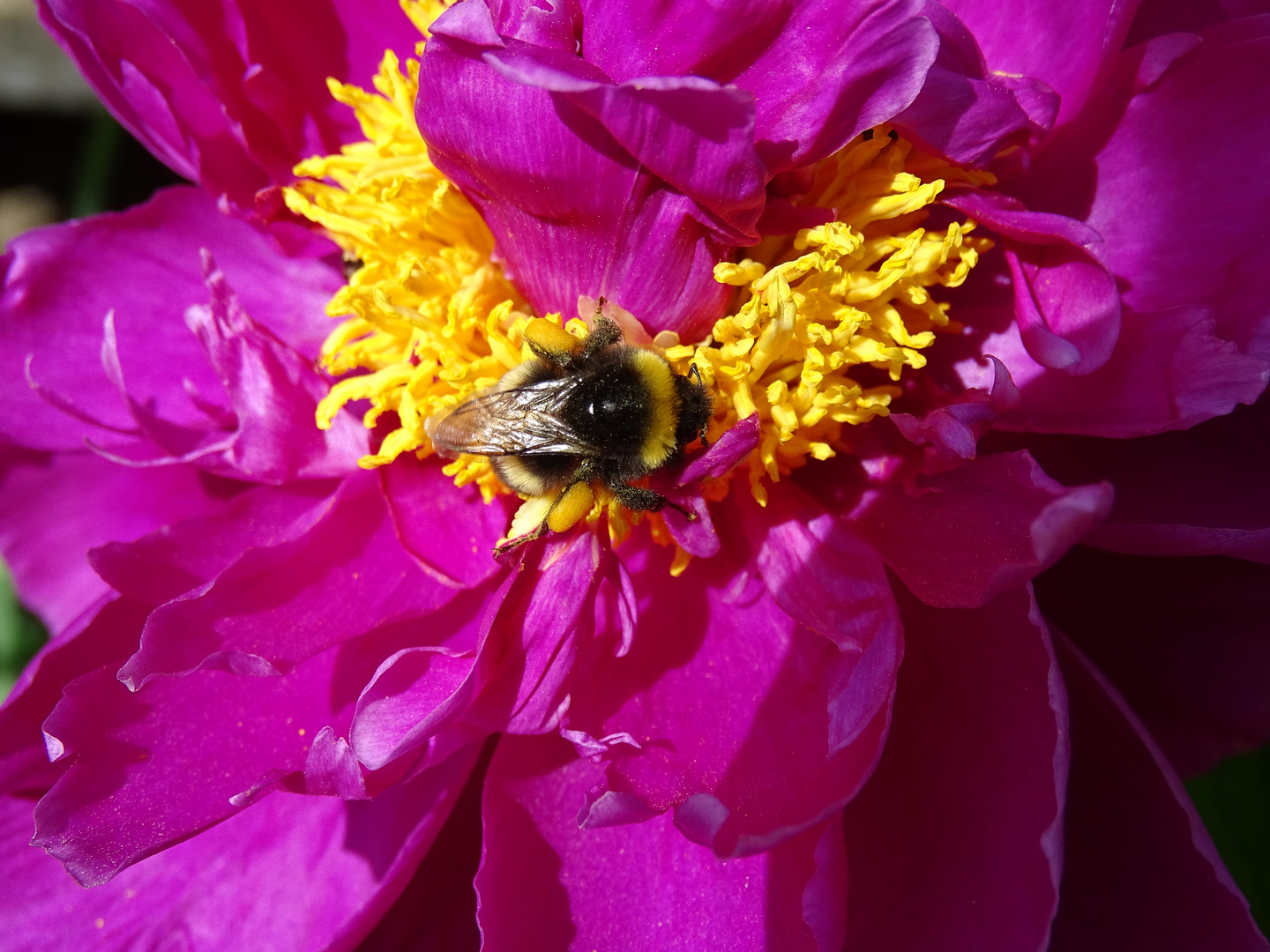 Hummel auf Päonie